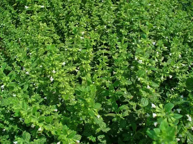 香蜂草精油的化学成分及功效研究