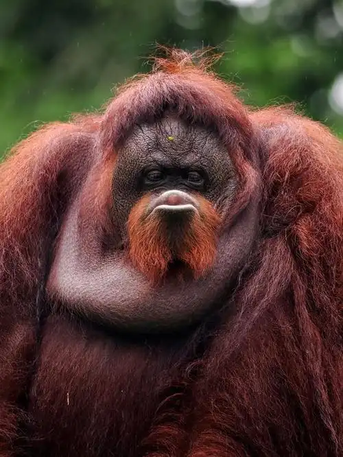 为什么大猩猩会捶胸呢