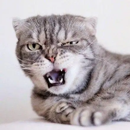 一脸凶狠表情的小猫咪,真是天生的表情包贡献者!