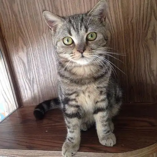 南京免费送美短棕虎斑串 (已送)