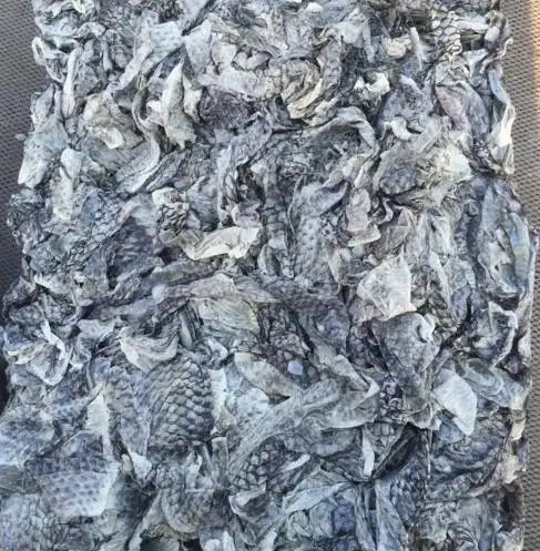 厂家直销冻罗非鱼皮无鳞无肉适合做脆鱼皮泡椒鱼皮凉拌鱼皮