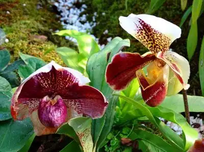 红肉饼蔸蓝-01 摄影 独龙人