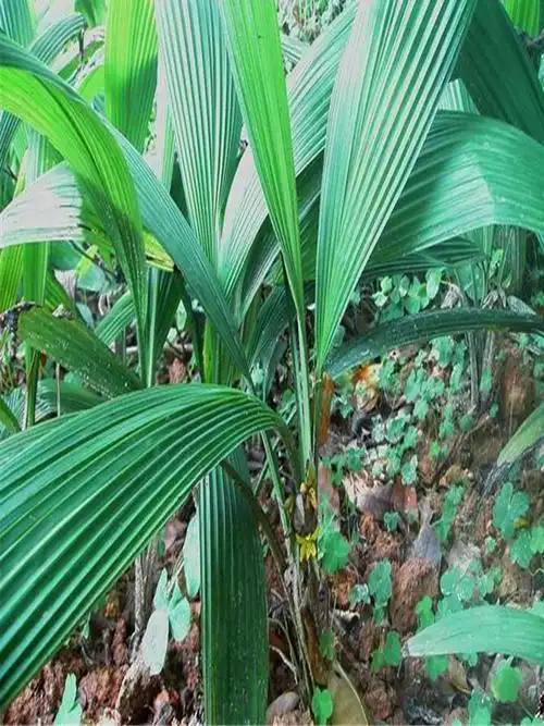 仙茅药用花卉绿植植物名贵中草药材庭院室内绿植