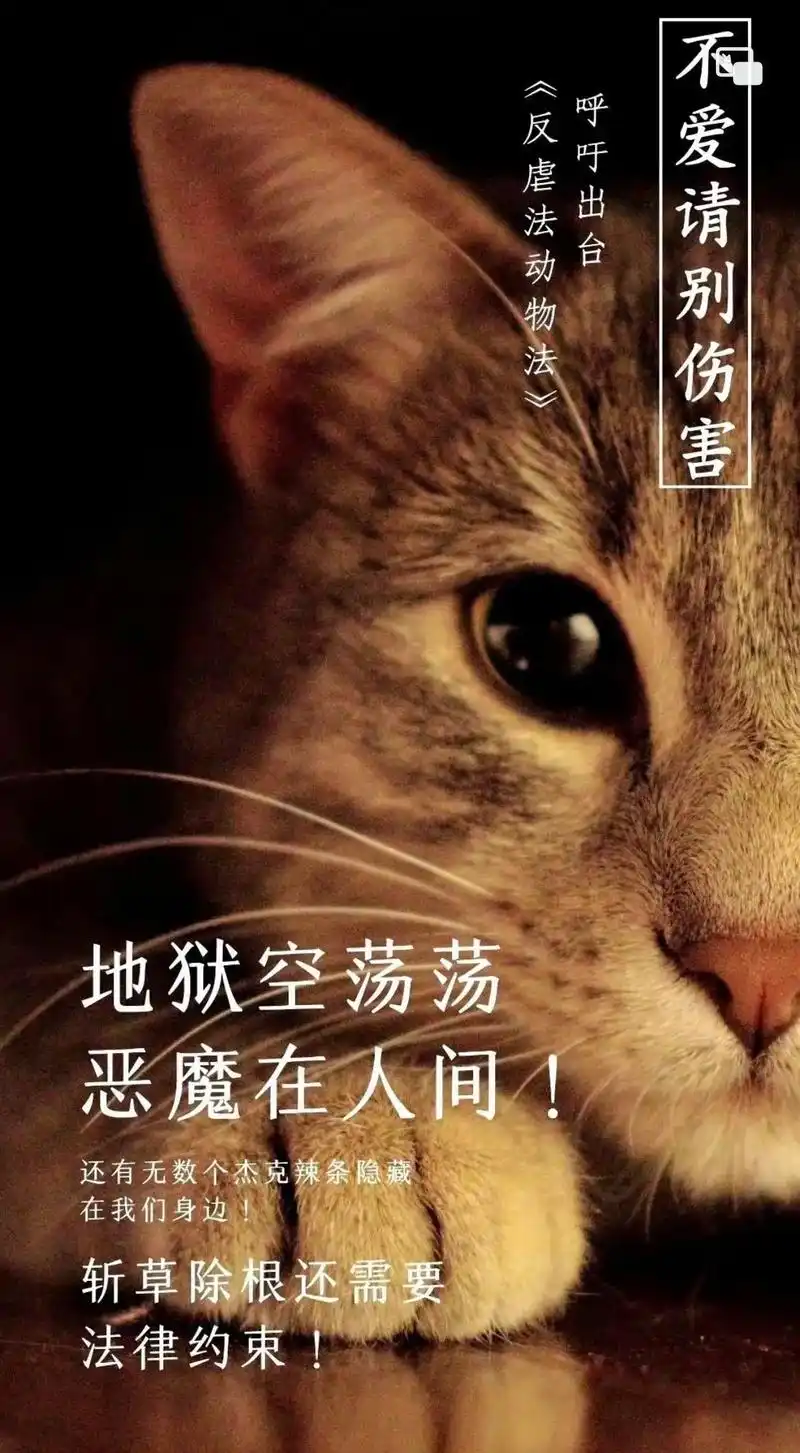 奶牛猫事件发生后我一直发声呼吁,有过失望,绝望!我一直问自己 - 抖音
