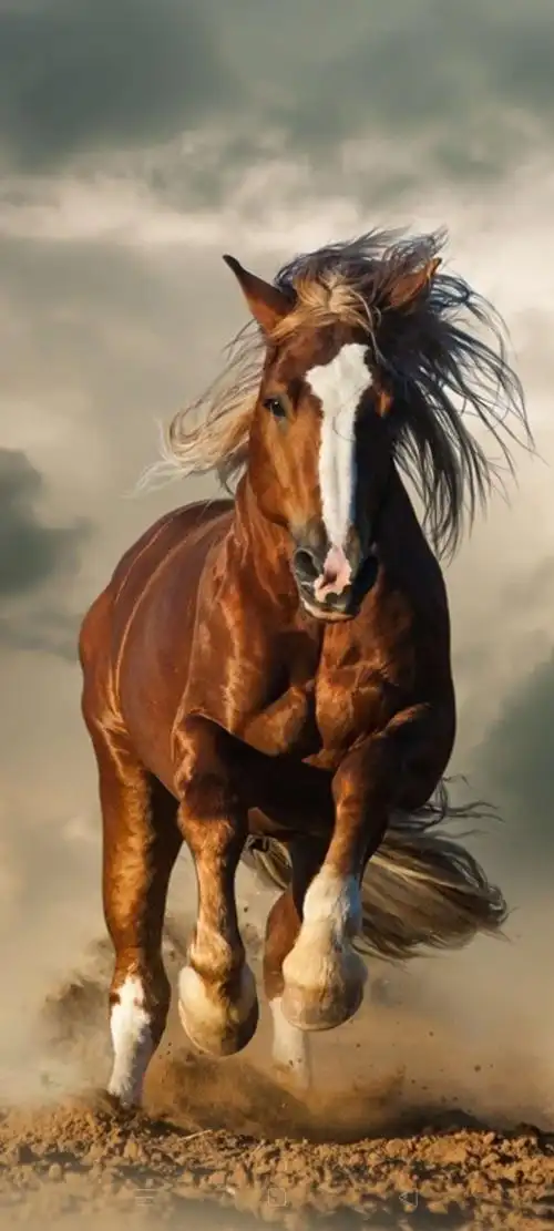 骏马骑行~与自行车的变迁