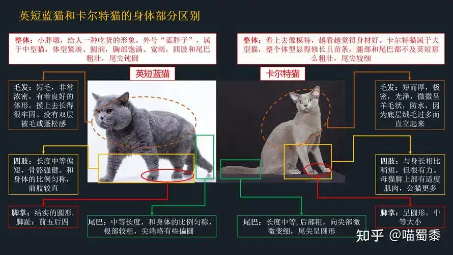 英短蓝猫和卡尔特猫傻傻分不清楚5张图教你看得明明白白