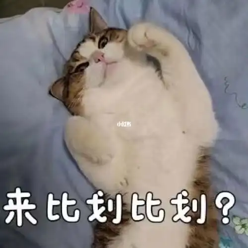 朋友弄的表情包.真的好可爱.#家有猫咪  #猫咪日常  #可爱表情包