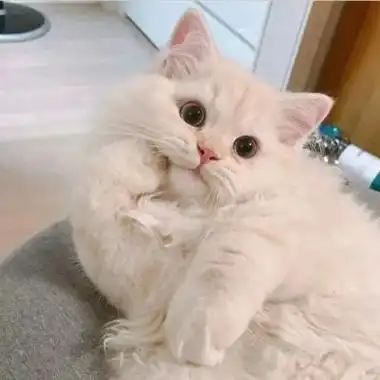 最近超火的超可爱猫咪头像呆萌情侣 微信头像猫咪图片大全可爱