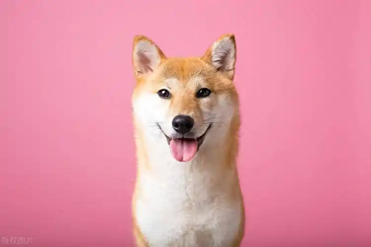 7岁以上的狗狗进入老年期,如何照顾好它们?_生活_环境