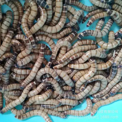 大麦虫活体蛋白虫金龙鱼画鸟食黄粉乌龟宠物蜥蜴蚯蚓蜘蛛1斤500g