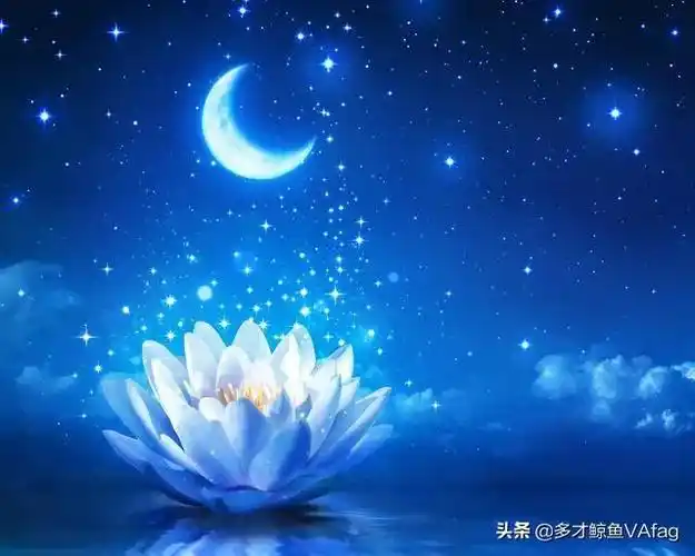 蓝荷花图片(古代有这样一种说法蓝色莲花则代表智慧)