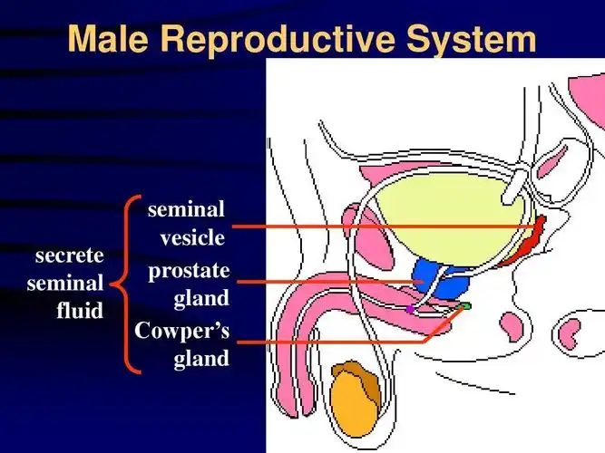 human reproduction 人类的繁殖ppt