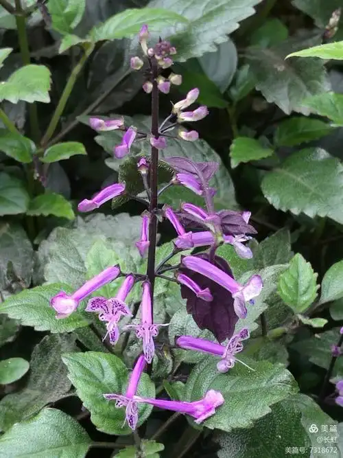 本草江湖第273期 - 美篇