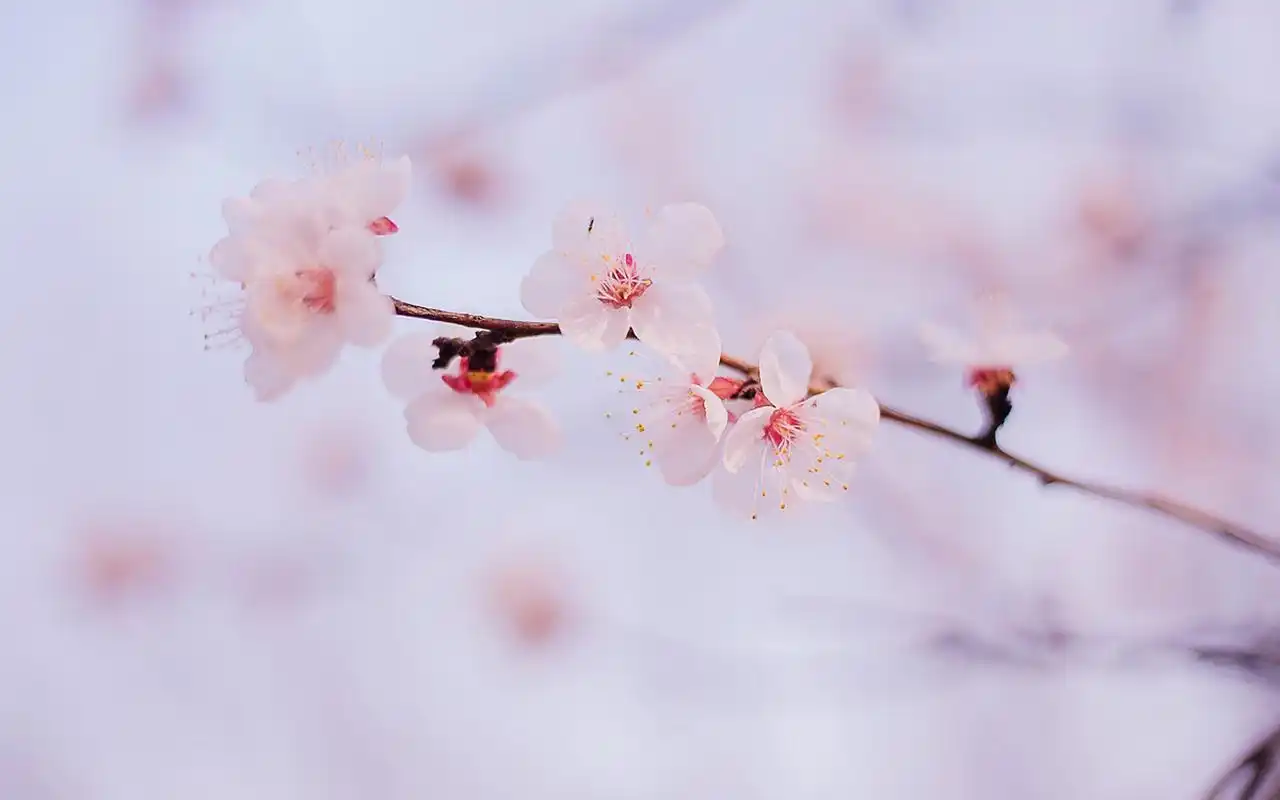 唯美粉嫩桃花高清摄影图片电脑壁纸