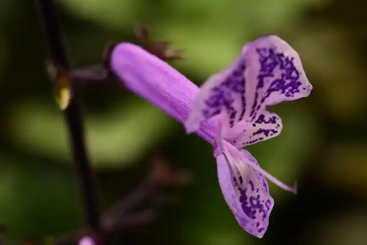 紫萼香茶菜 紫萼香茶菜属唇形科多年生草本植物,七到八月开花,花冠
