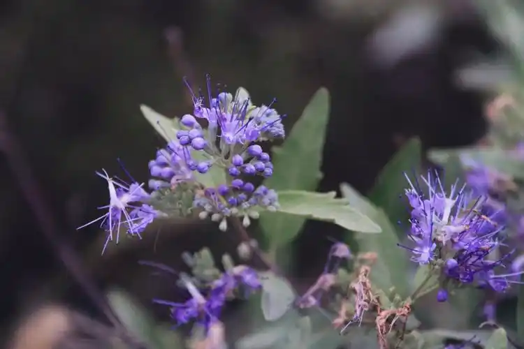 紫色兰香草【首发】