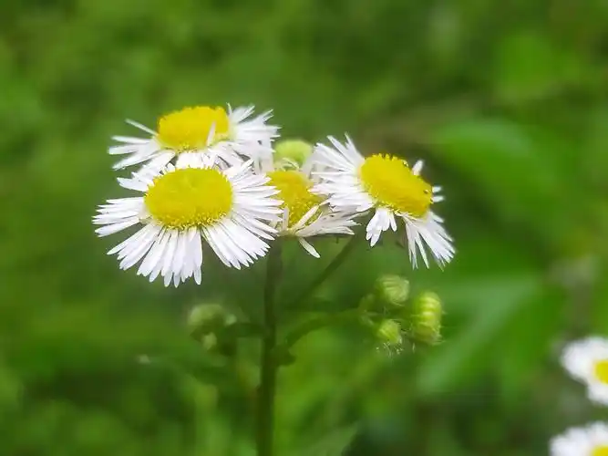 素雅之花飞蓬【ⅤⅤ首发】