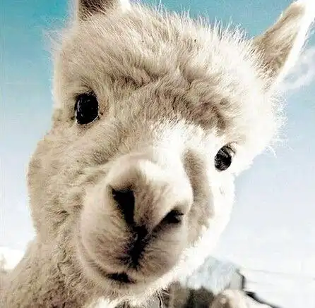 羊驼受到威胁时会吐口水