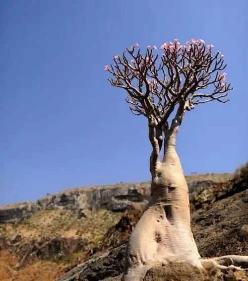 世界上最美最神奇的树有哪些:佛肚树