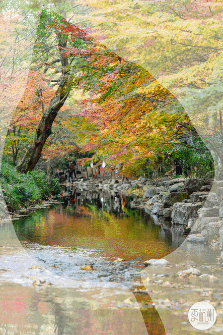 果断收藏!九溪,龙井,朝晖……杭州最美落叶地,再不打卡就要等明年