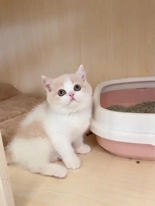 英短乳白妹妹呆呆萌萌