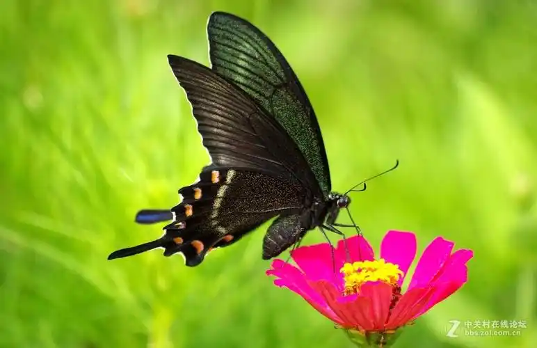 黑凤蝶.