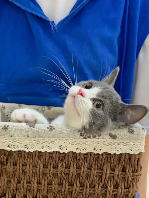 长沙猫舍英短蓝白这是谁家的小猫呀