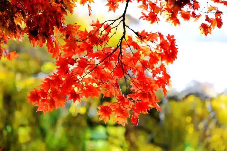 秋叶--秋天的落叶飘飘洒洒,千姿百态,把秋天最美的时光展现在人们的