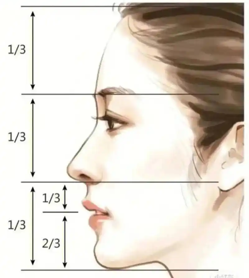 完美侧颜标准比例.#完美侧脸需要几十样骨像达标 #球花莫妮卡 - 抖音