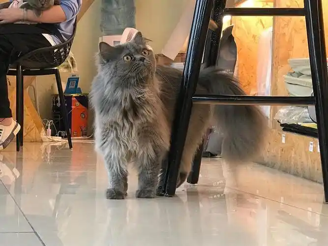 高地波斯蓝猫