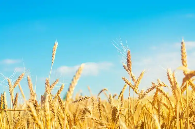 蓝天白云下的麦穗小麦穗和蓝天特写.金色的田野.美丽的景色.
