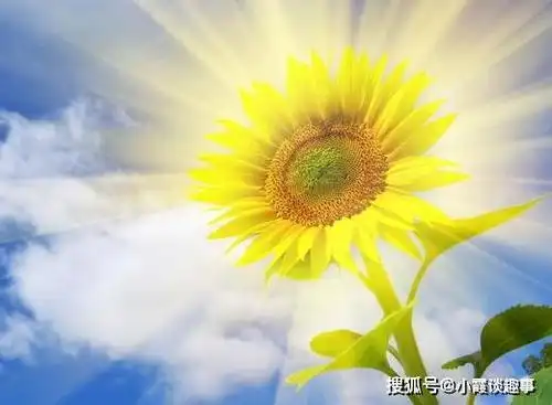 原创治愈系励志句子阳光正能量送给孤单的自己