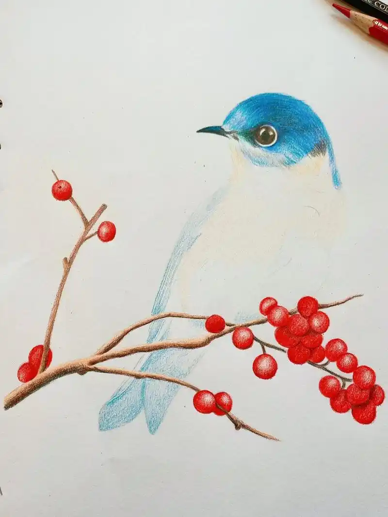 彩铅画 步骤图 鸟 花鸟画 手绘过程