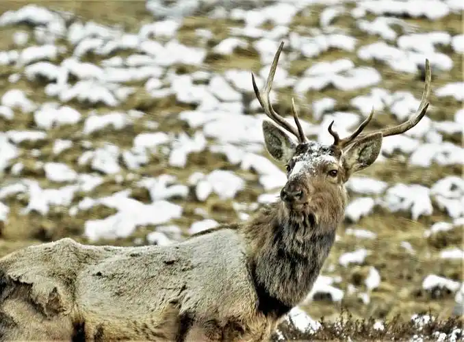 天山马鹿频现新疆天山南部高山草原
