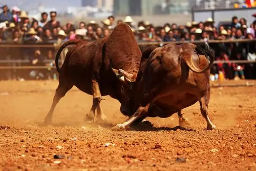 【图片25】滇南斗牛过大年(持续更新)--蜂鸟论坛照片套图