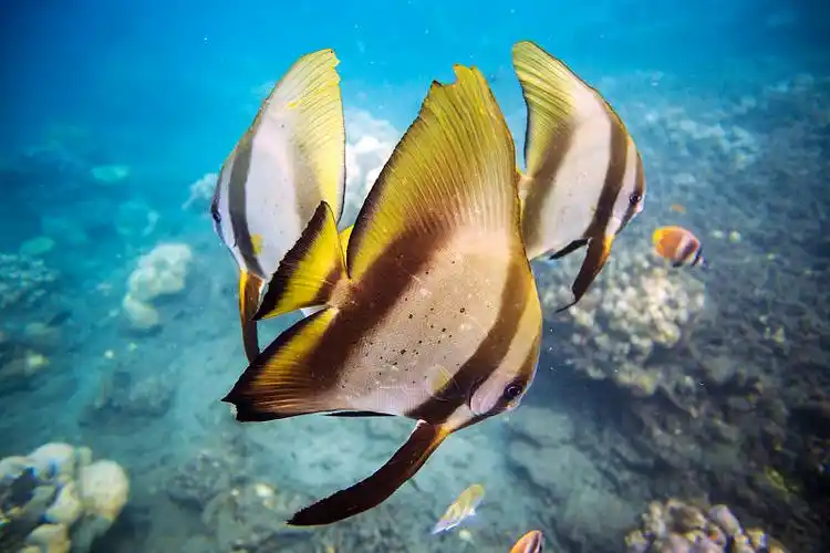 蝴蝶鱼在海里游泳的特写图片下载