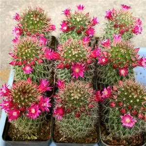 开花仙人球红花锦丸实生仙人柱室内阳台小盆栽绿植多肉植物仙人掌