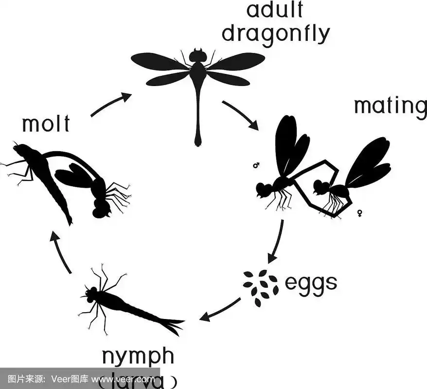 蜻蜓的生命周期.蜻蜓从卵到成虫的发育阶段顺序
