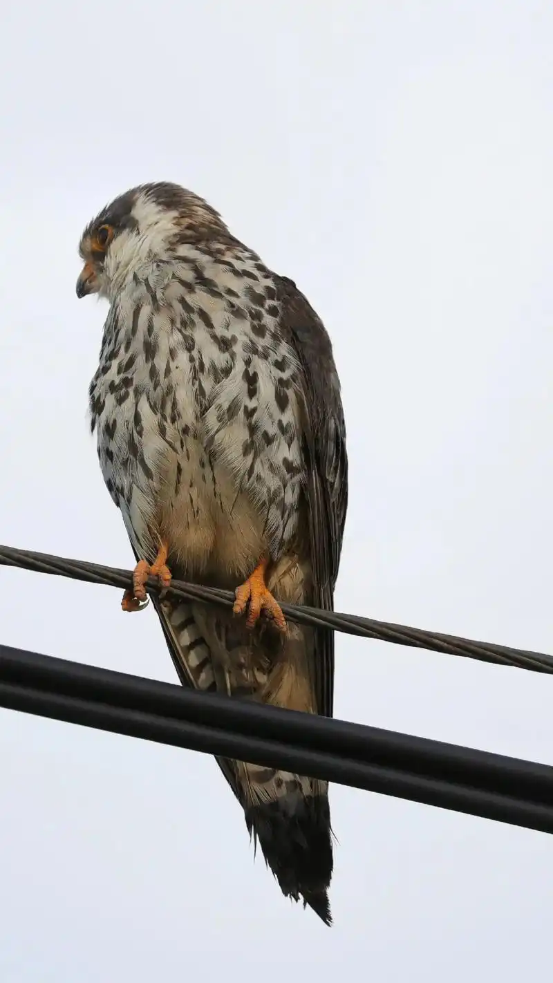 蔚县鸟种记录-60-红脚隼(sǔn)又叫阿穆尔隼,小型猛禽, - 抖音