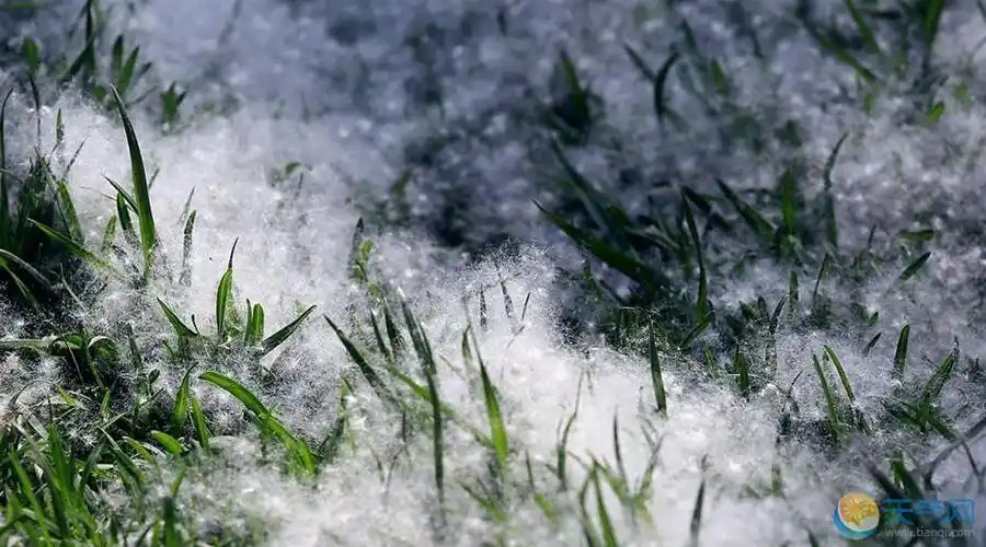 天津晚春柳絮纷飞 "白雪"皑皑漫天飞舞