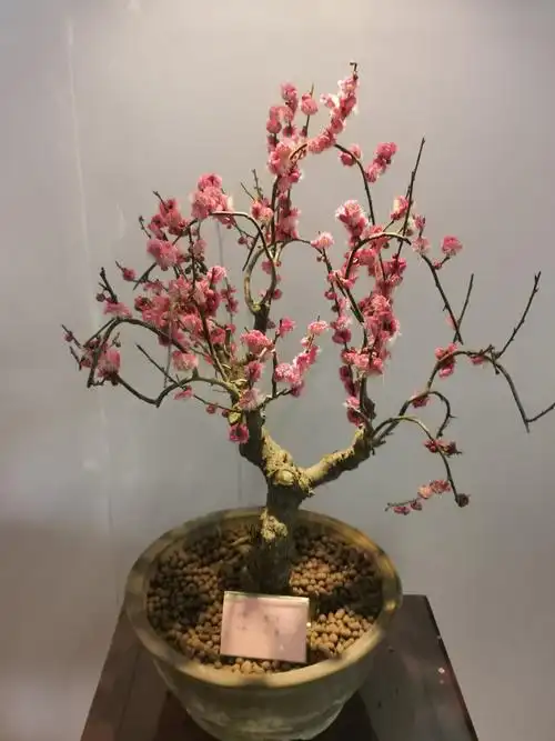 欣赏梅花盆景展