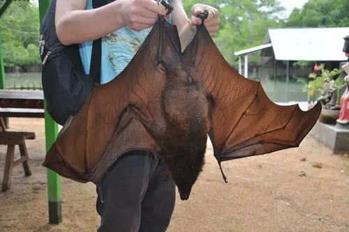 大蝙蝠,不敢去摸