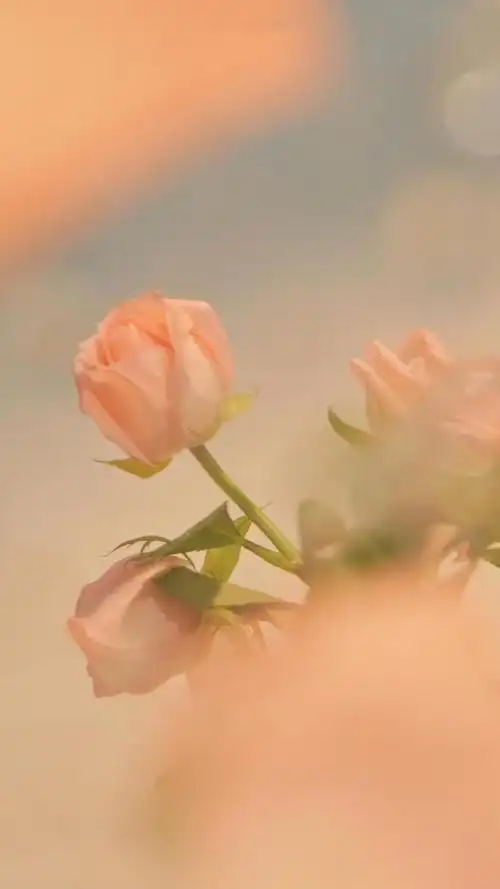 唯美治愈系玫瑰