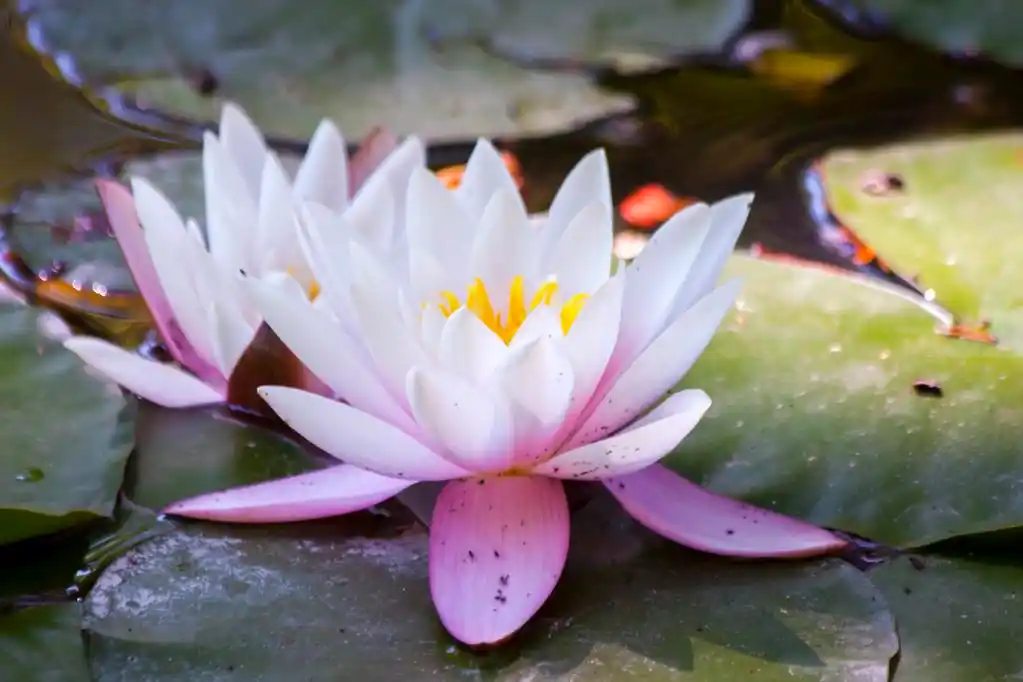 莲花,indian lotus (nelumbo nucifera)