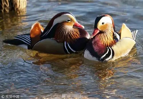 北京玉渊潭公园迎成群鸳鸯 水中秀恩爱引围观拍摄