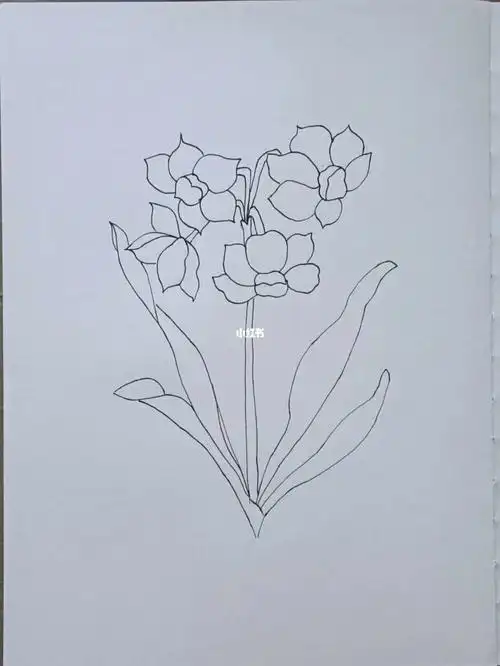 水仙花针管笔临摹