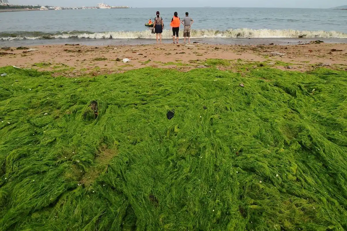 你知道吗,从2007年开始,这种绿潮已经连续17年暴发了!