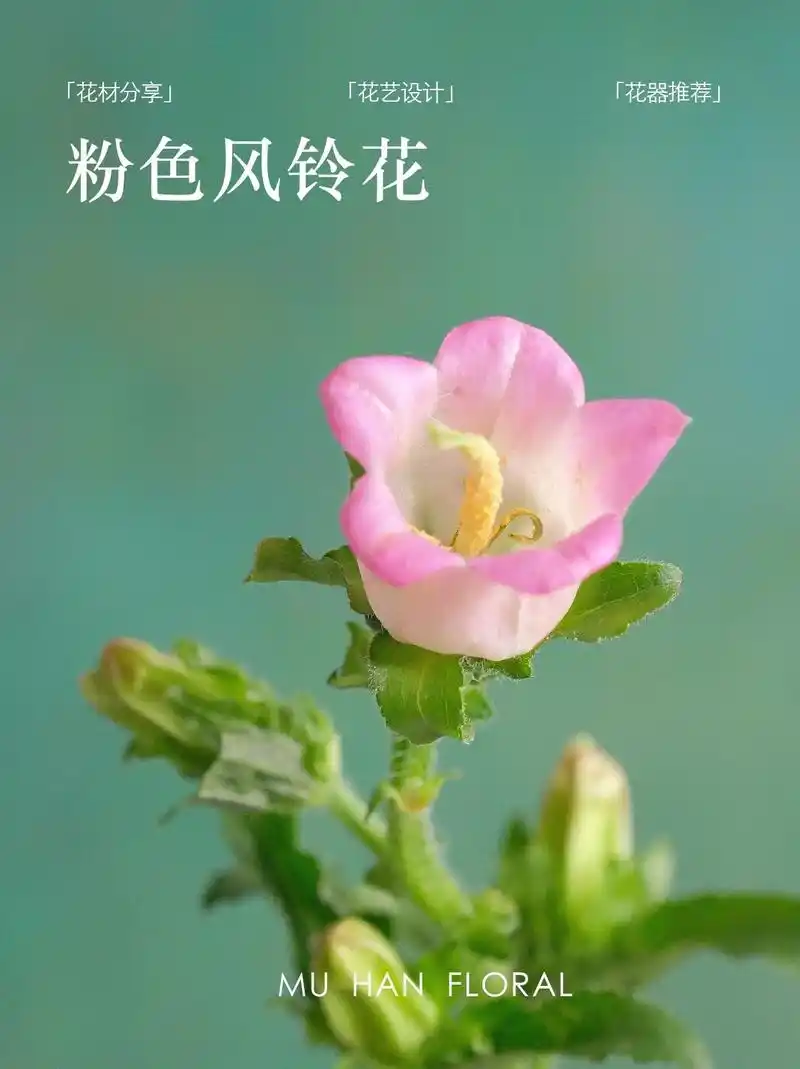 每天认识一种花|粉色风铃花93.