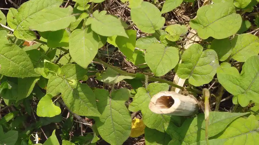 果实不能吃的"排风藤",价值却非常珍贵,一起了解一下吧