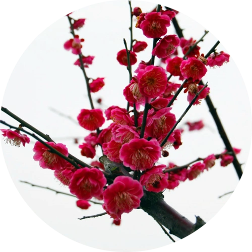 骨红朱砂梅花袋栽大苗 花大重瓣厚质芳郁 正版保证【暂停供货】